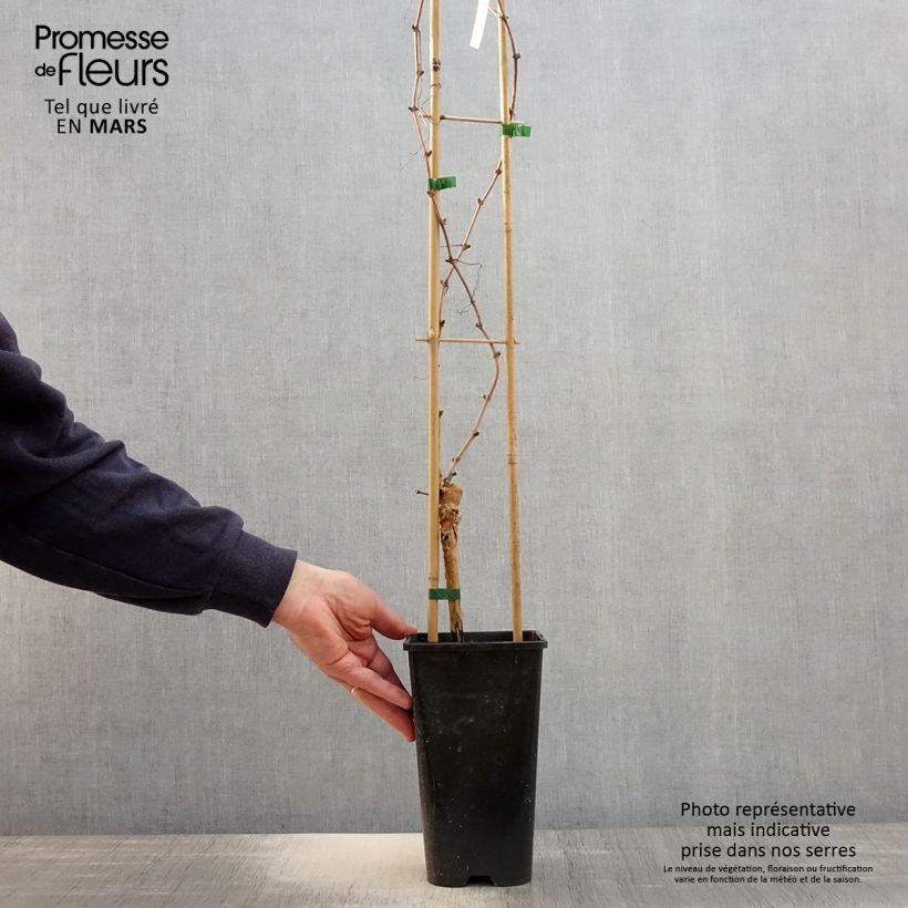 Exemplaar van Druif Chasselas Rosé Pot van 2 l/3 l zoals geleverd in de lente