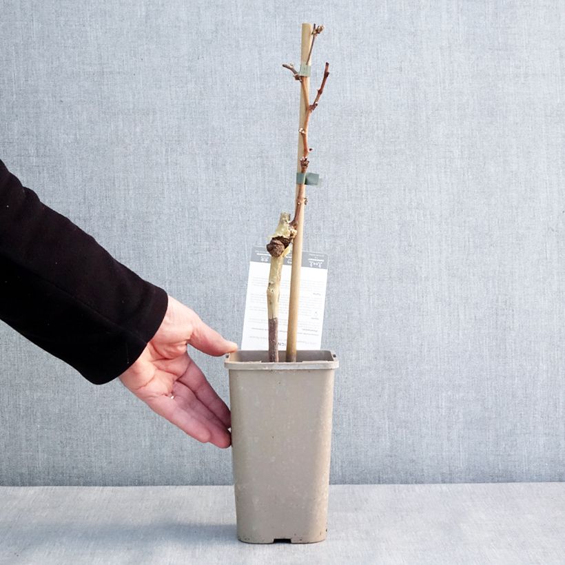 Exemplaar van Druif Chasselas Cioutat Pot van 1,5 l/2 l zoals geleverd in de winter