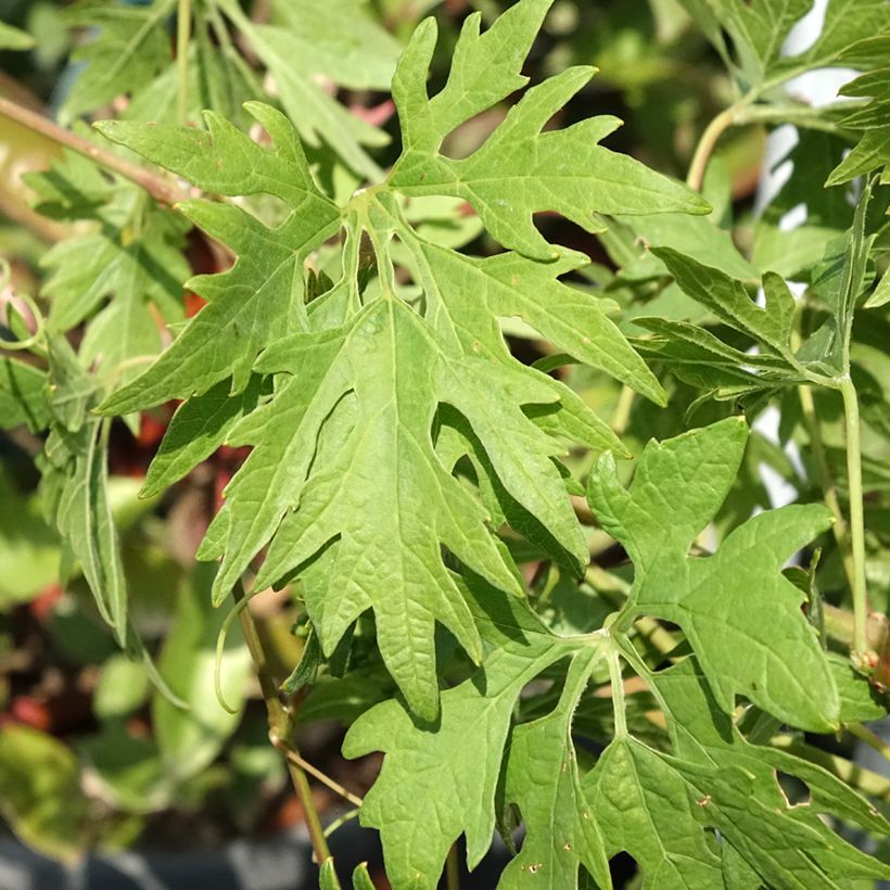 Druif Chasselas Cioutat (Blad)