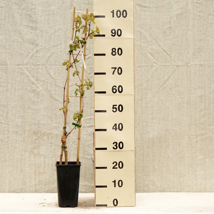 Exemplaar van Druif Chasselas Cioutat Pot van 1,5 l/2 l zoals geleverd in de lente