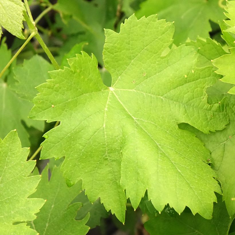 Druif Cortese (Blad)