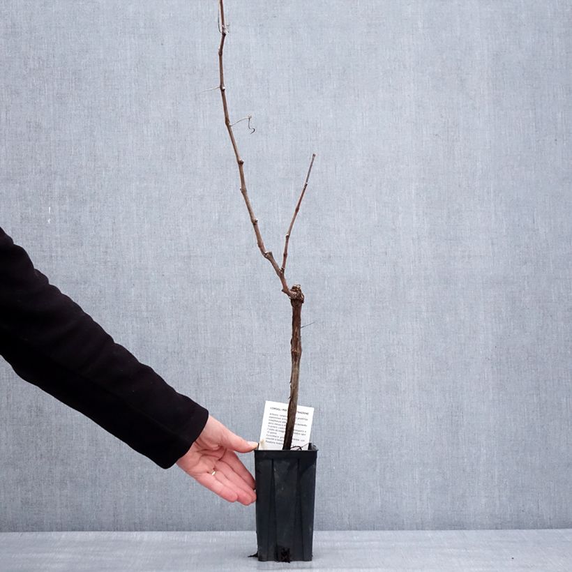 Exemplaar van Vigne Cortese - Vitis vinifera Pot van 1,5 l/2 l zoals geleverd in de winter