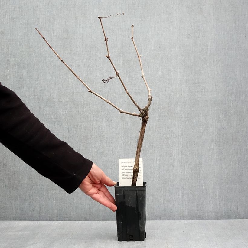 Exemplaar van Druif Cortese Pot van 1,5 l/2 l zoals geleverd in de lente