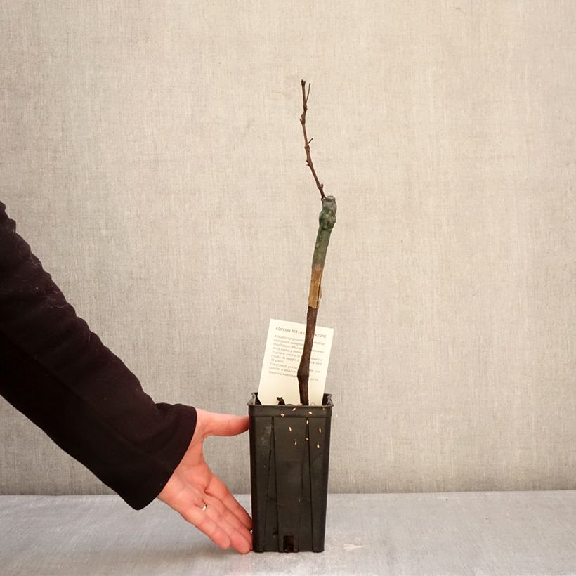 Exemplaar van Vigne Croatina - Vitis vinifera Pot van 1,5 l/2 l zoals geleverd in de winter