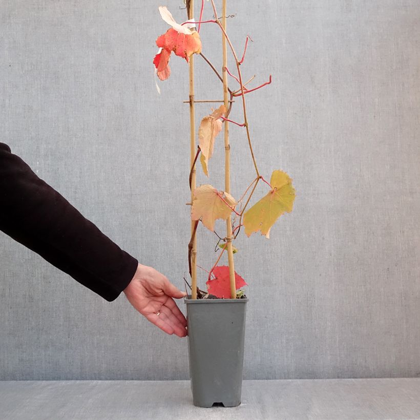 Example of Vigne d'ornement - Vitis coignetiae Sunning Dale Pot van 3 l/4 l as you get in automne
