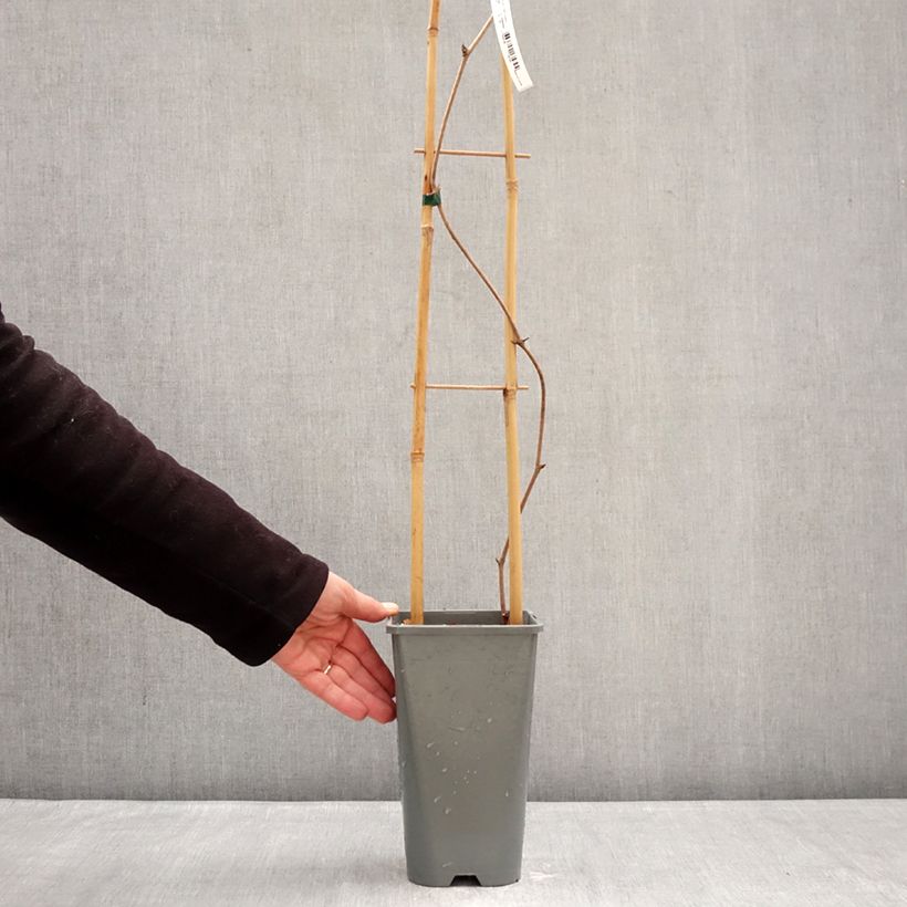 Exemplaar van Vitis coignetiae Sunning Dale - Japanse wijnstok Pot van 3 l/4 l zoals geleverd in de winter