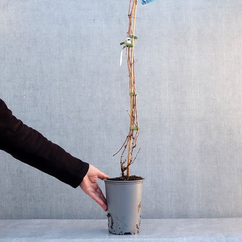 Example of Vigne d'ornement - Vitis odoratissima (vulpina, riparia) Pot van 3 l/4 l as you get in hiver