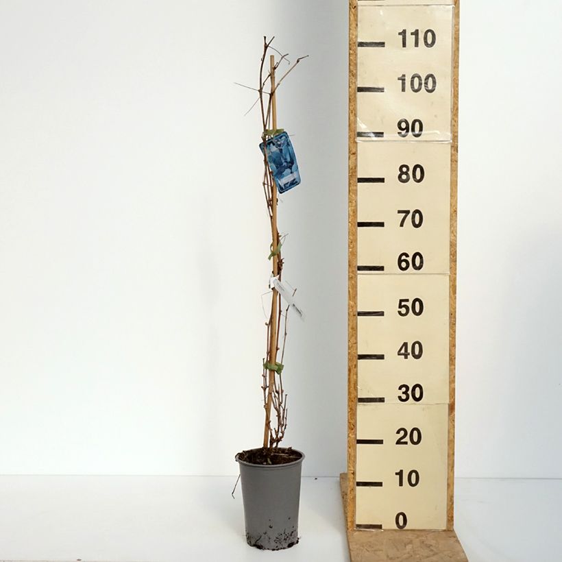 Exemplaar van Vitis riparia - Rivier-druif Pot van 3 l/4 l zoals geleverd in de lente