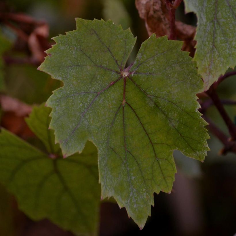 Vitis Purpurea - Wijnstok (Foliage)