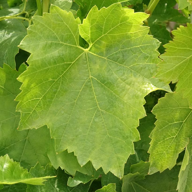 Tafeldruif Dattier de Beyrouth (Blad)