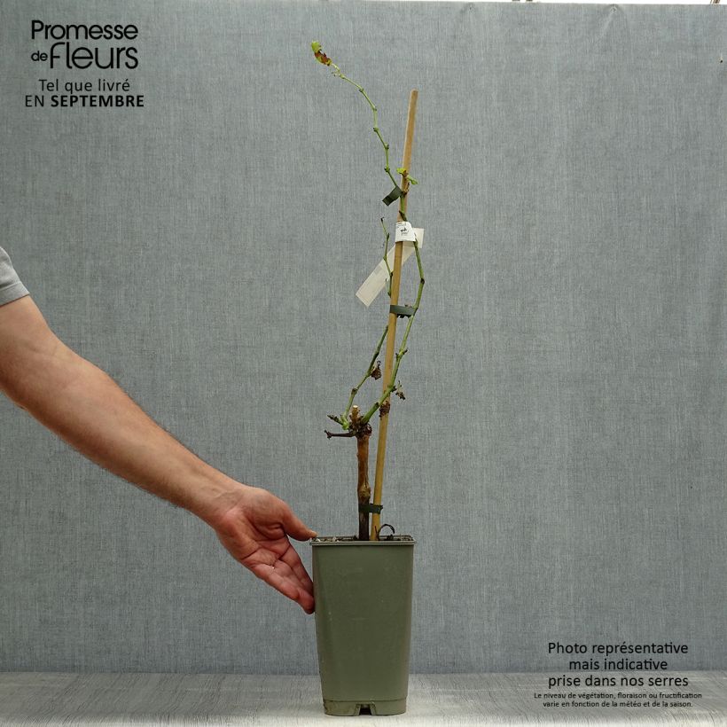 Exemplaar van Tafeldruif Dattier de Beyrouth Pot van 1,5 l/2 l zoals geleverd in de herfst
