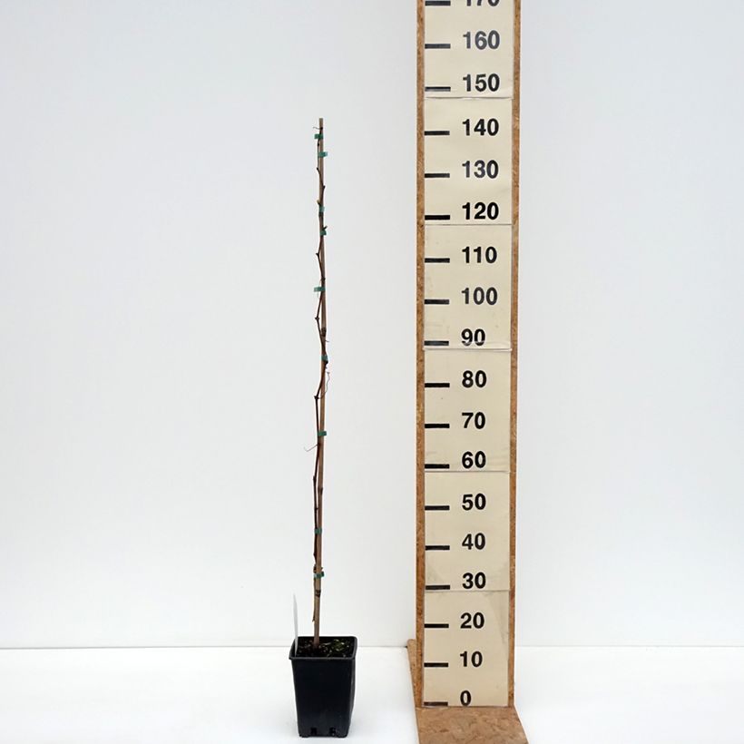 Exemplaar van Tafeldruif Agata Pot van 1,5 l/2 l zoals geleverd in de herfst