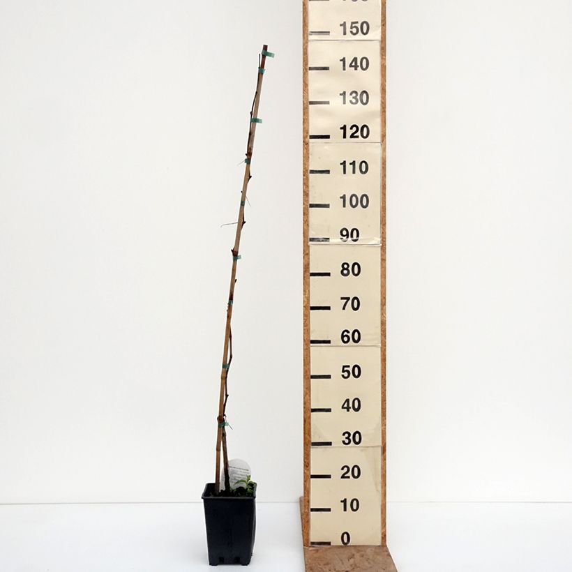 Exemplaar van Vigne de table Agata - Vitis hybrida Pot van 1,5 l/2 l zoals geleverd in de winter