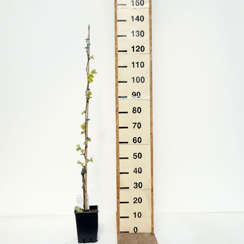 Exemplaar van Tafeldruif Agata Pot van 1,5 l/2 l zoals geleverd in de lente