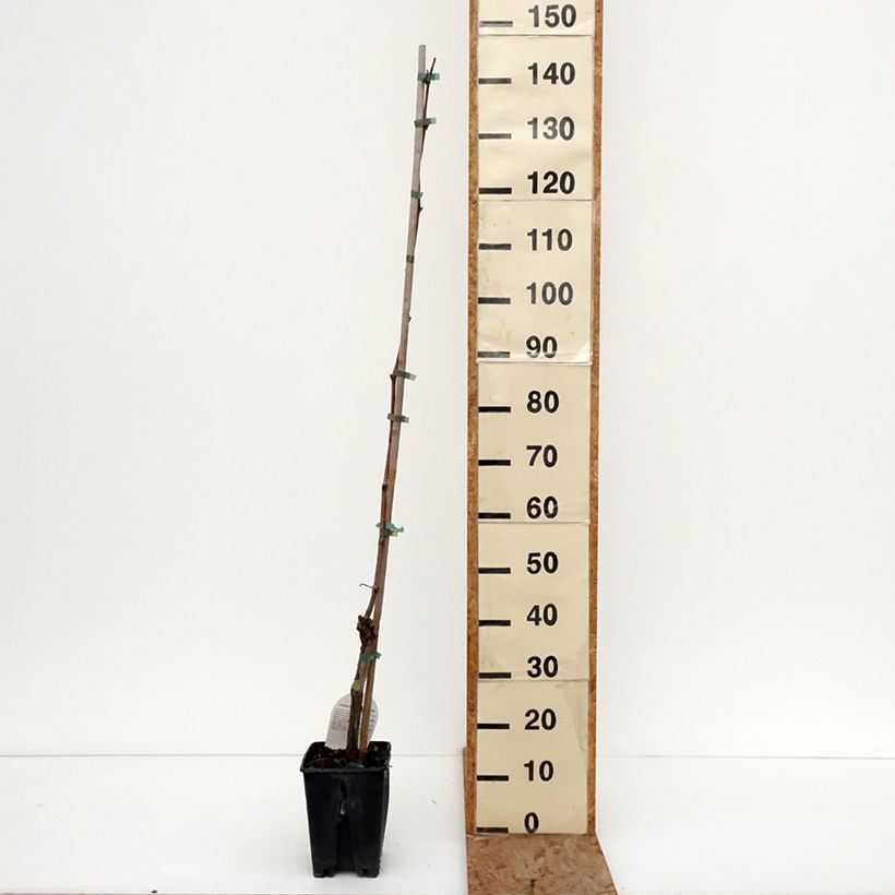 Exemplaar van Vigne de table Ambra - Vitis hybrida Pot van 1,5 l/2 l zoals geleverd in de winter