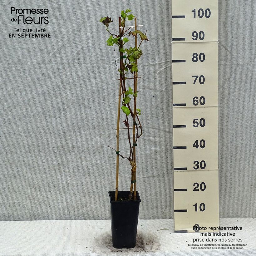 Exemplaar van Tafeldruif Autumn Royal pitloos Pot van 1,5 l/2 l zoals geleverd in de herfst