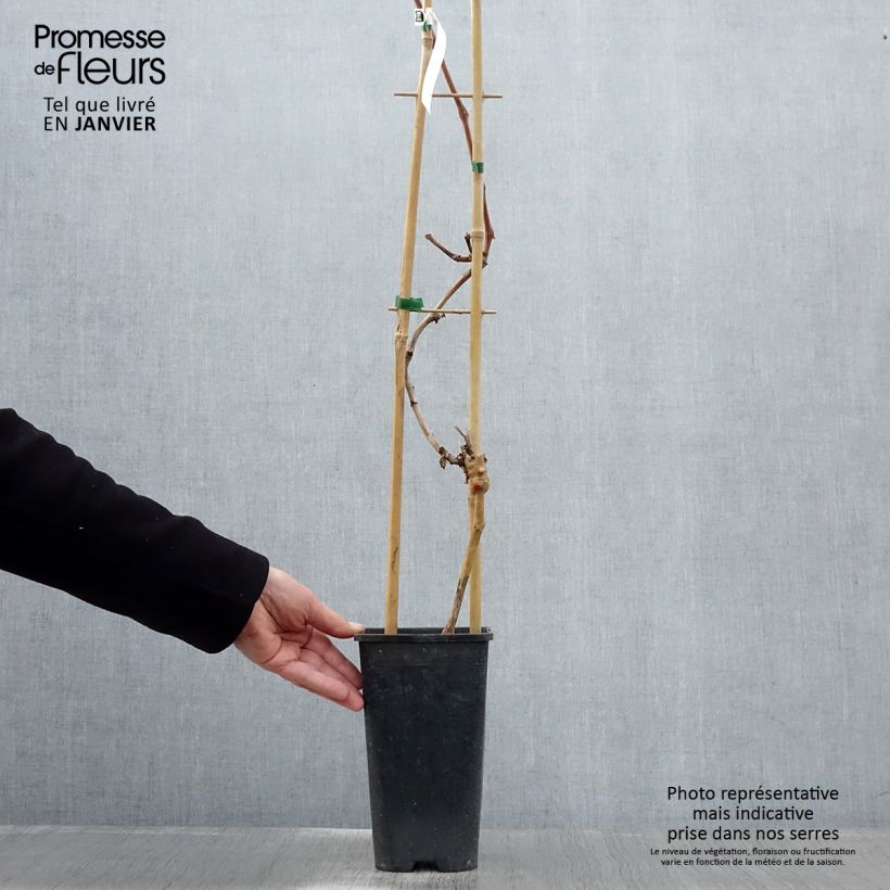 Exemplaar van Tafeldruif Autumn Royal pitloos Pot van 1,5 l/2 l zoals geleverd in de winter