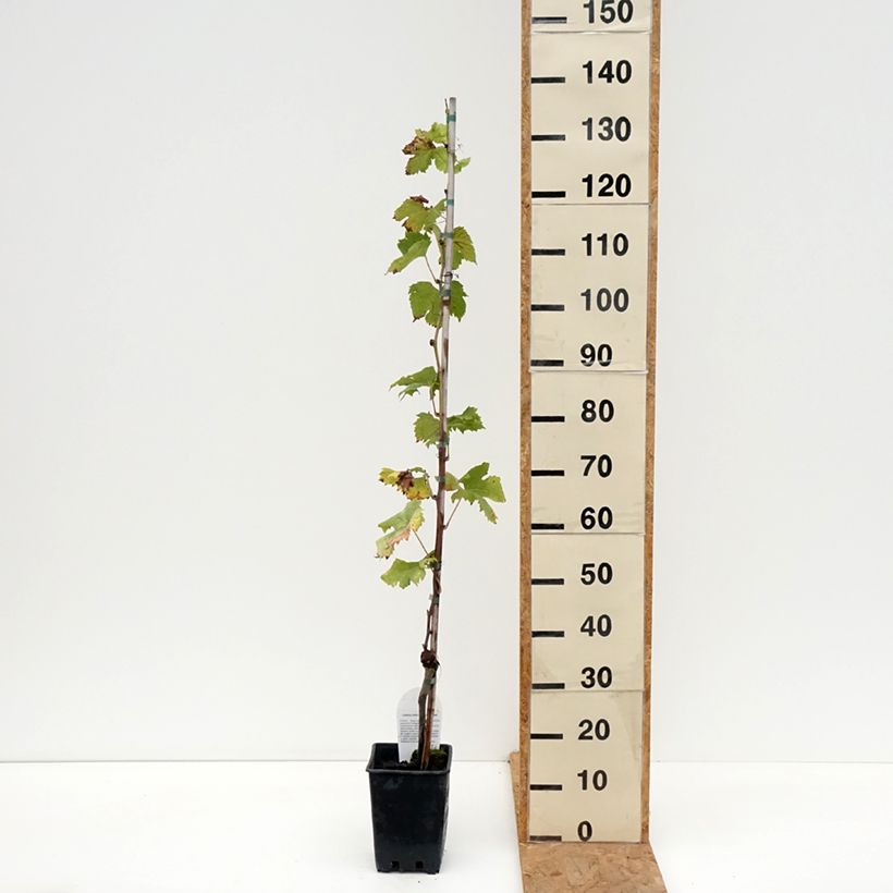 Exemplaar van Tafeldruif Corniola Pot van 1,5 l/2 l zoals geleverd in de herfst