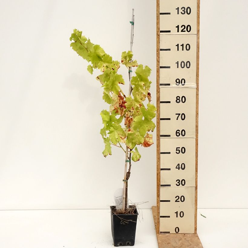 Exemplaar van Tafeldruif Corniola Pot van 1,5 l/2 l zoals geleverd in de zomer
