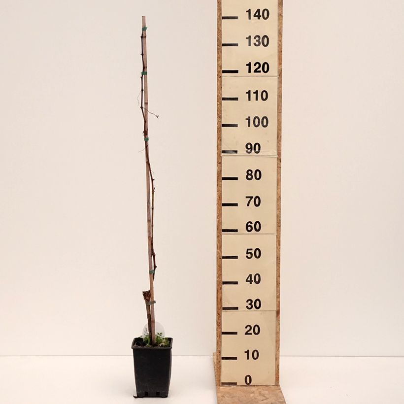 Exemplaar van Vigne de table Corniola - Vitis vinifera Pot van 1,5 l/2 l zoals geleverd in de winter