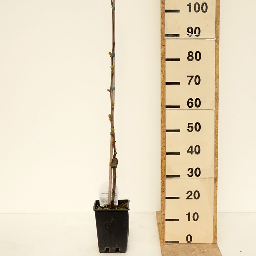 Exemplaar van Tafeldruif Corniola Pot van 1,5 l/2 l zoals geleverd in de lente