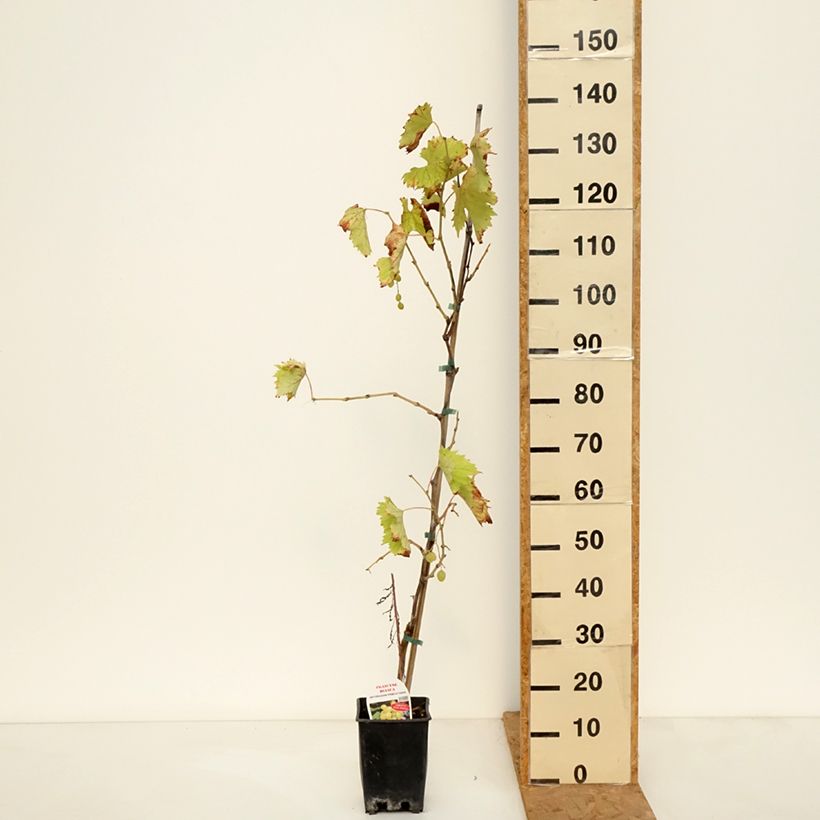 Exemplaar van Tafeldruif Francese Bianca Pot van 3 l/4 l zoals geleverd in de herfst