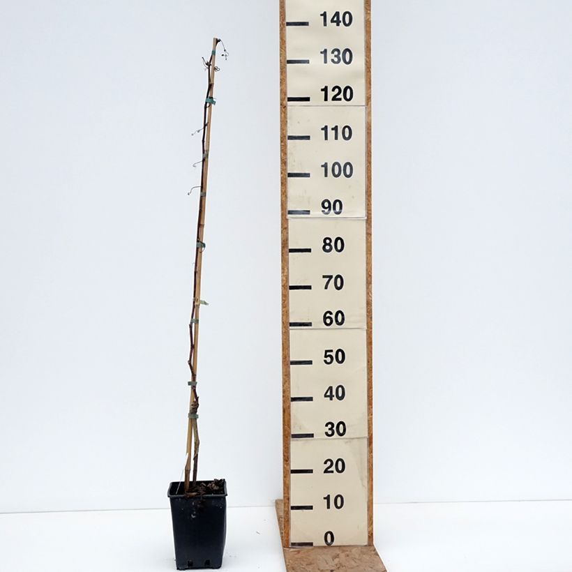 Exemplaar van Vigne de table Francese Nera, Noire de France - Vitis x hybrida Pot van 1,5 l/2 l zoals geleverd in de winter