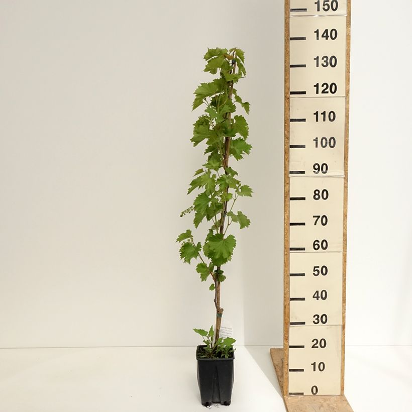 Exemplaar van Tafeldruif Francese Nera Pot van 1,5 l/2 l zoals geleverd in de lente