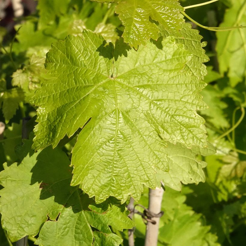 Tafeldruif Leopold III (Blad)