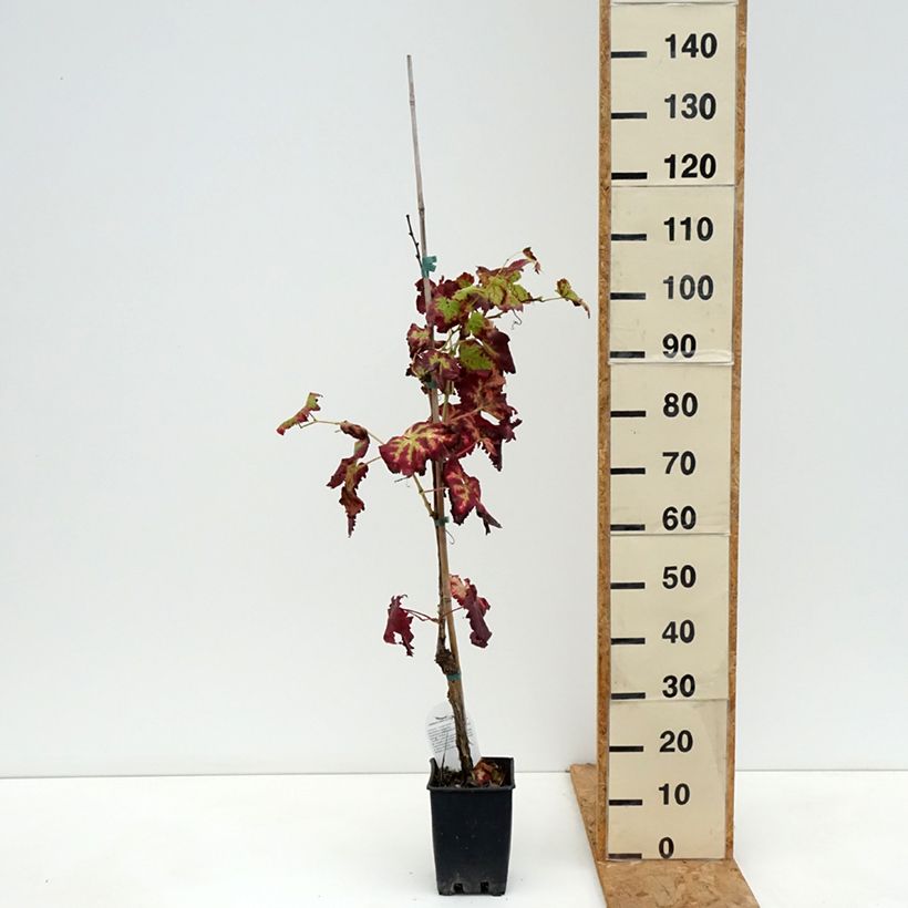 Exemplaar van Tafeldruif Leopold III Pot van 1,5 l/2 l zoals geleverd in de herfst