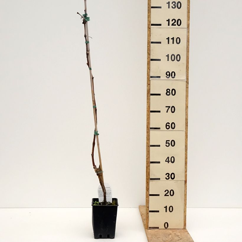 Exemplaar van Tafeldruif Leopold III Pot van 1,5 l/2 l zoals geleverd in de lente