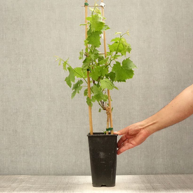 Exemplaar van Tafeldruif Lilla Pot van 3 l/4 l zoals geleverd in de zomer