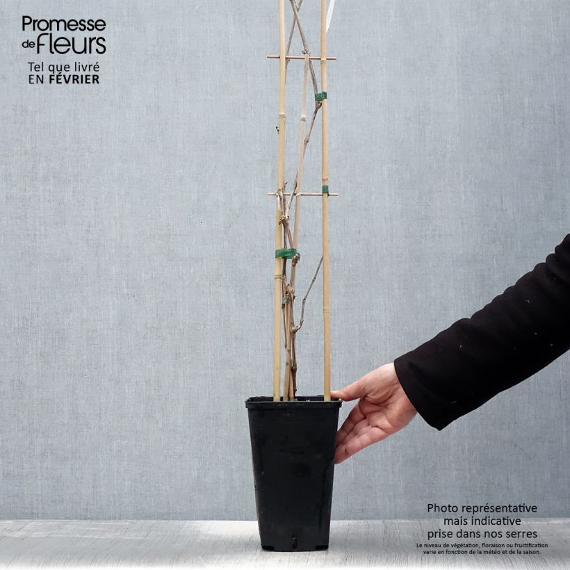 Exemplaar van Tafeldruif Lilla Pot van 3 l/4 l zoals geleverd in de winter