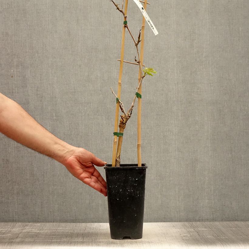 Exemplaar van Tafeldruif Lilla Pot van 3 l/4 l zoals geleverd in de lente