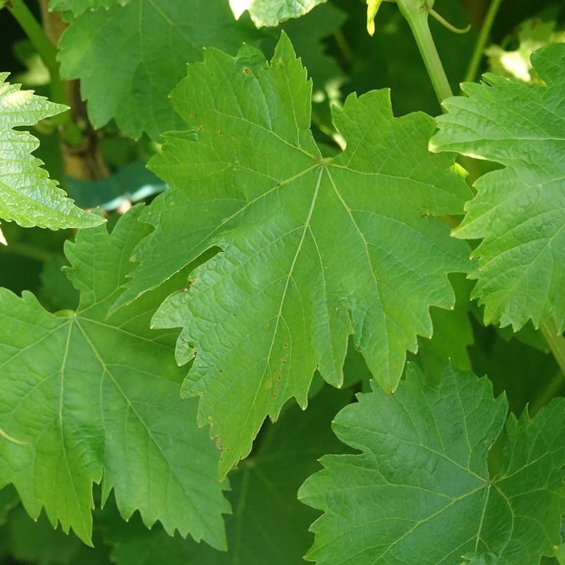 Tafeldruif Luglienga (Blad)