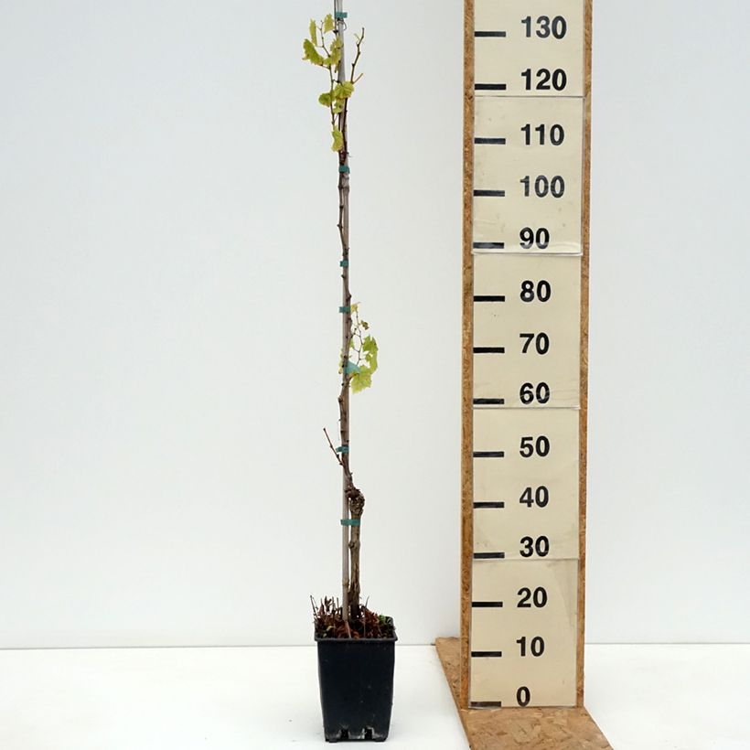 Exemplaar van Tafeldruif Luglienga Pot van 1,5 l/2 l zoals geleverd in de herfst