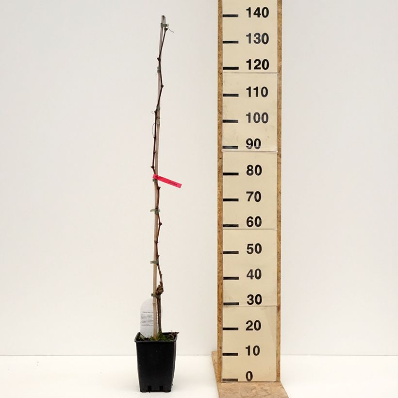 Exemplaar van Tafeldruif Luglienga Pot van 1,5 l/2 l zoals geleverd in de lente