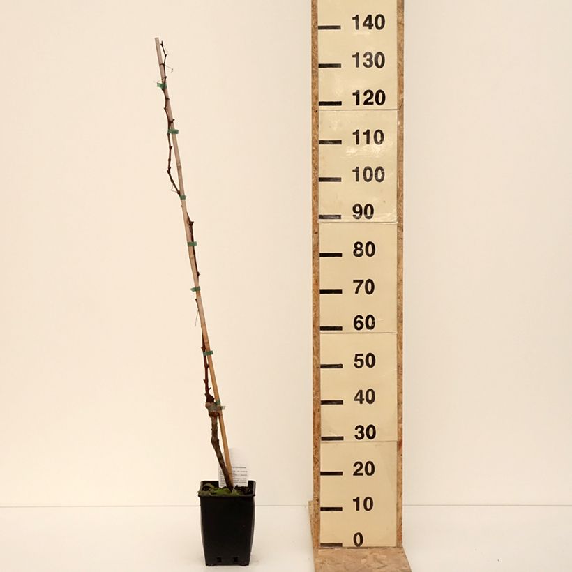 Exemplaar van Vigne de table Michele Palieri - Vitis vinifera Pot van 1,5 l/2 l zoals geleverd in de winter