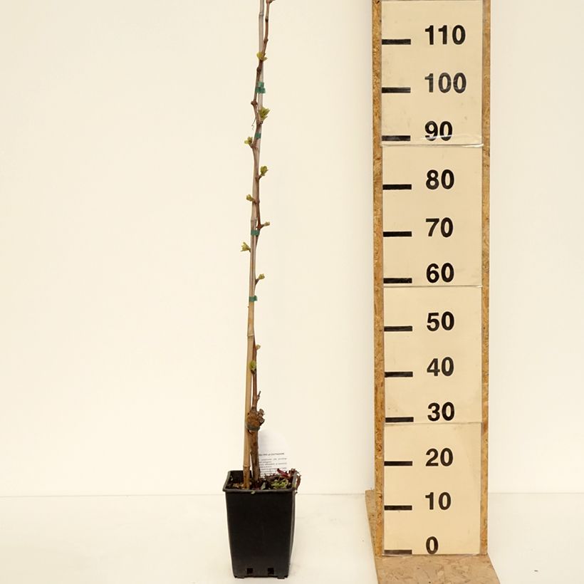 Exemplaar van Tafeldruif Michele Palieri Pot van 1,5 l/2 l zoals geleverd in de lente