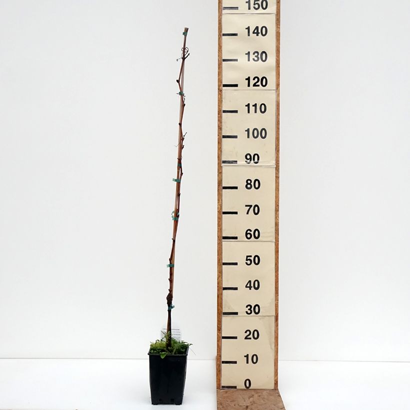 Exemplaar van Vigne de table Moscato d'Adda - Vitis vinifera Pot van 1,5 l/2 l zoals geleverd in de winter