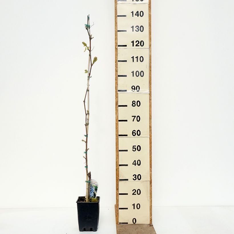 Exemplaar van Tafeldruif Moscato d'Adda Pot van 1,5 l/2 l zoals geleverd in de lente