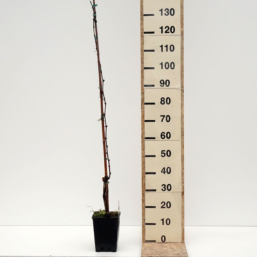 Exemplaar van Tafeldruif Moscato Giallo Pot van 1,5 l/2 l zoals geleverd in de winter