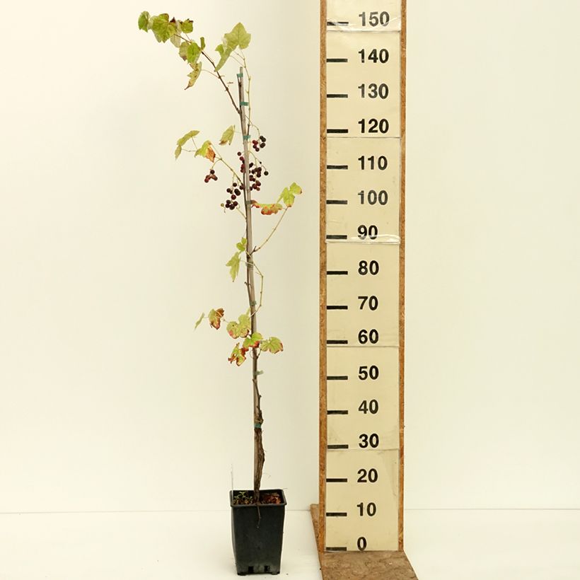 Exemplaar van Tafeldruif Opalina Pot van 1,5 l/2 l zoals geleverd in de zomer