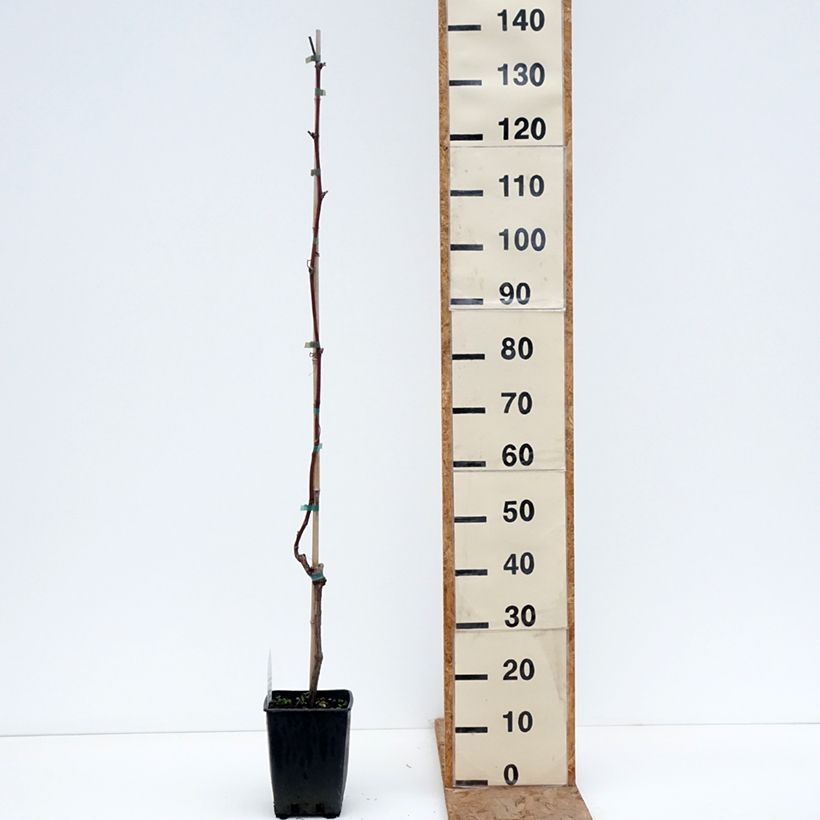 Exemplaar van Tafeldruif Opalina Pot van 1,5 l/2 l zoals geleverd in de winter