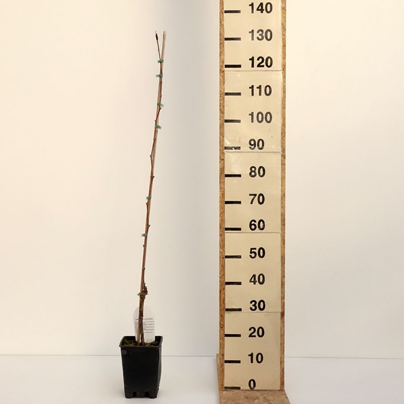 Exemplaar van Tafeldruif Opalina Pot van 3 l/4 l zoals geleverd in de winter