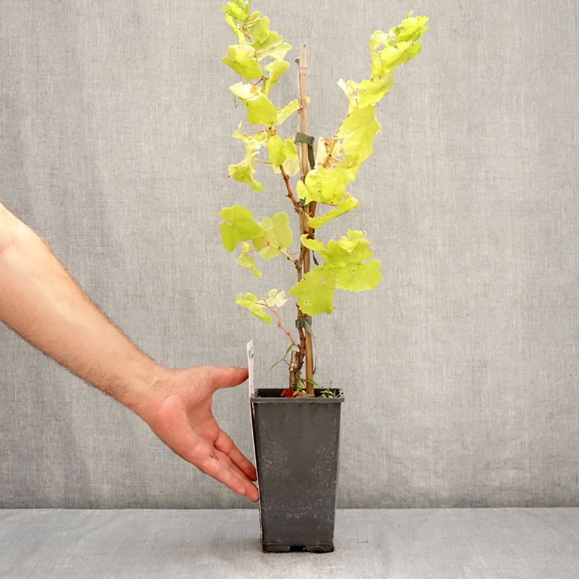 Exemplaar van Tafeldruif Picurka Pot van 1,5 l/2 l, Pol zoals geleverd in de zomer
