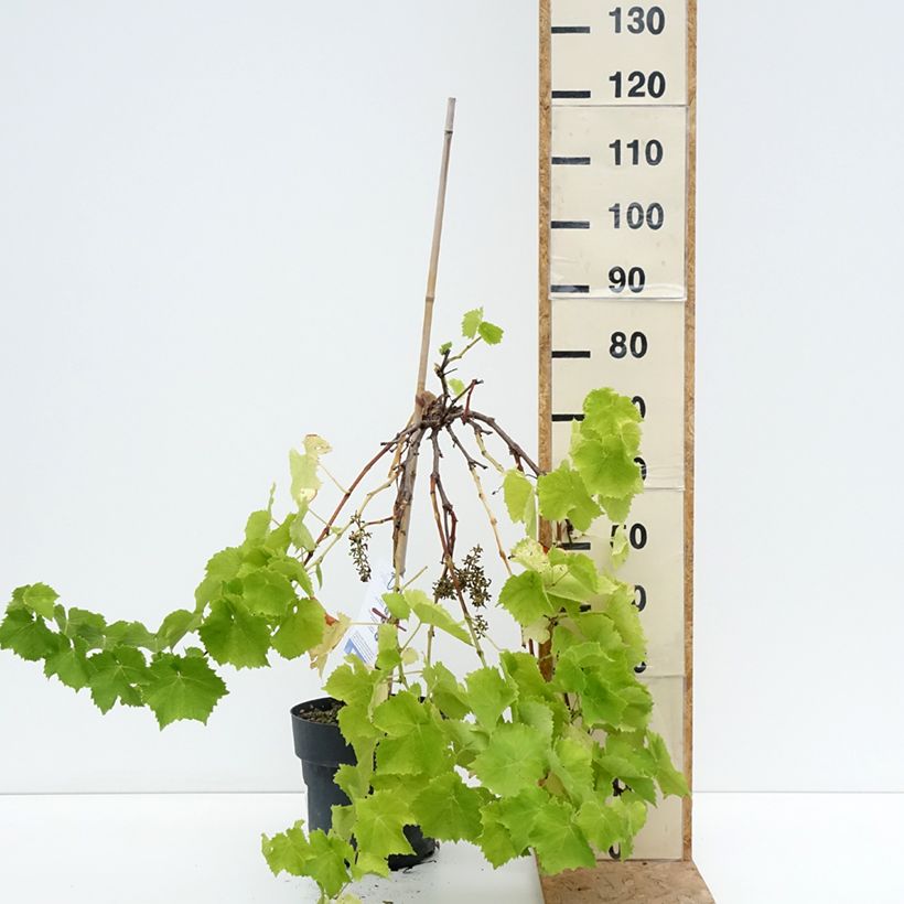 Exemplaar van Tafeldruif Picurka Pot van 7,5 l/10 l, Stengel zoals geleverd in de zomer