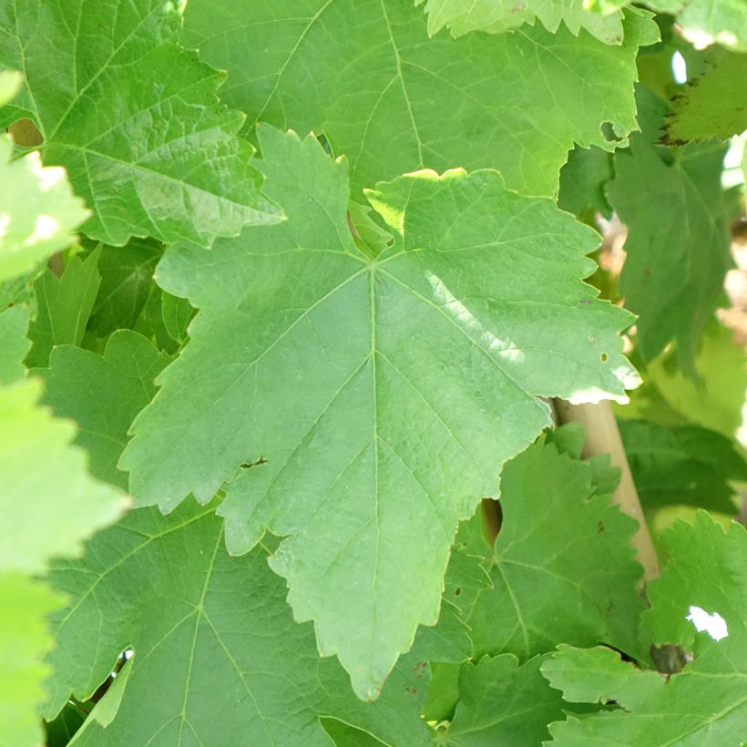 Tafeldruif Pizzutello Bianco (Blad)