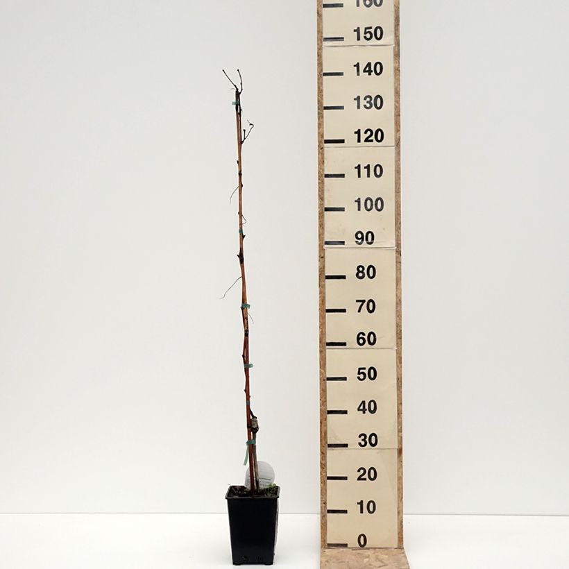 Exemplaar van Vigne de table Pizzutello Bianco, Cornichon blanc - Vitis vinifera Pot van 1,5 l/2 l zoals geleverd in de winter