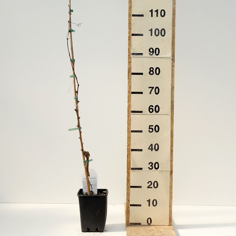 Exemplaar van Tafeldruif Pizzutello Bianco Pot van 1,5 l/2 l zoals geleverd in de lente